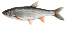 fish_PNG10536